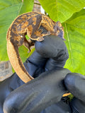 V x V Crested Gecko Male 21g