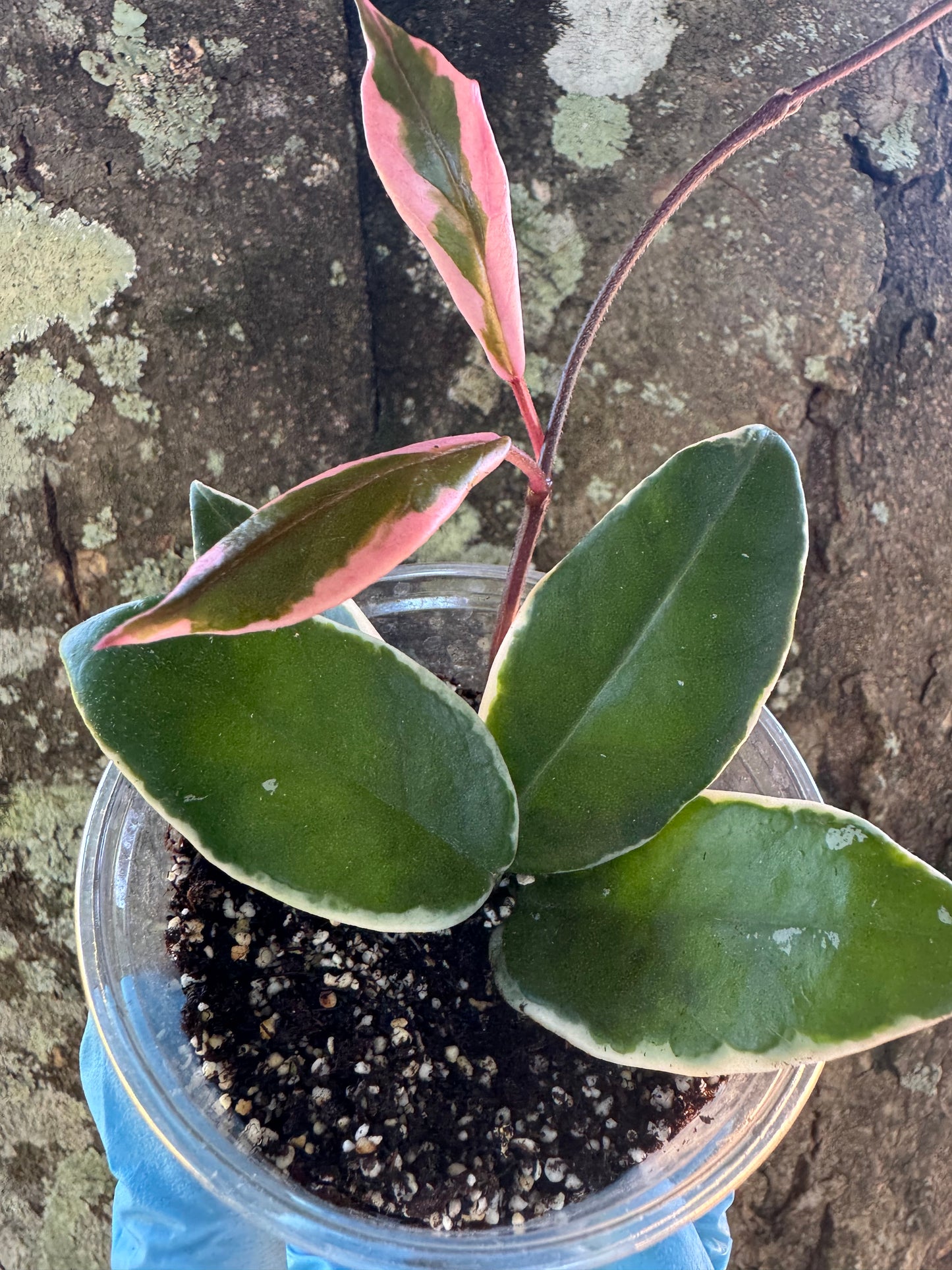 1039 | 3.5” Hoya Carnosa Purple Pride