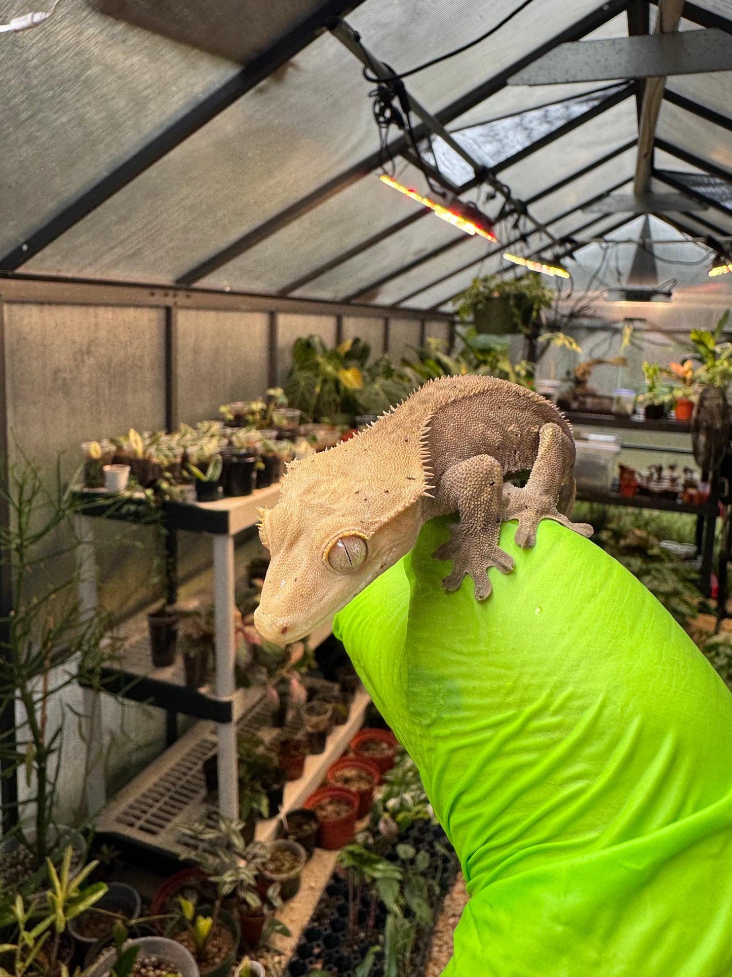 Charcoal Dalmatian Crested Gecko 26g NPV