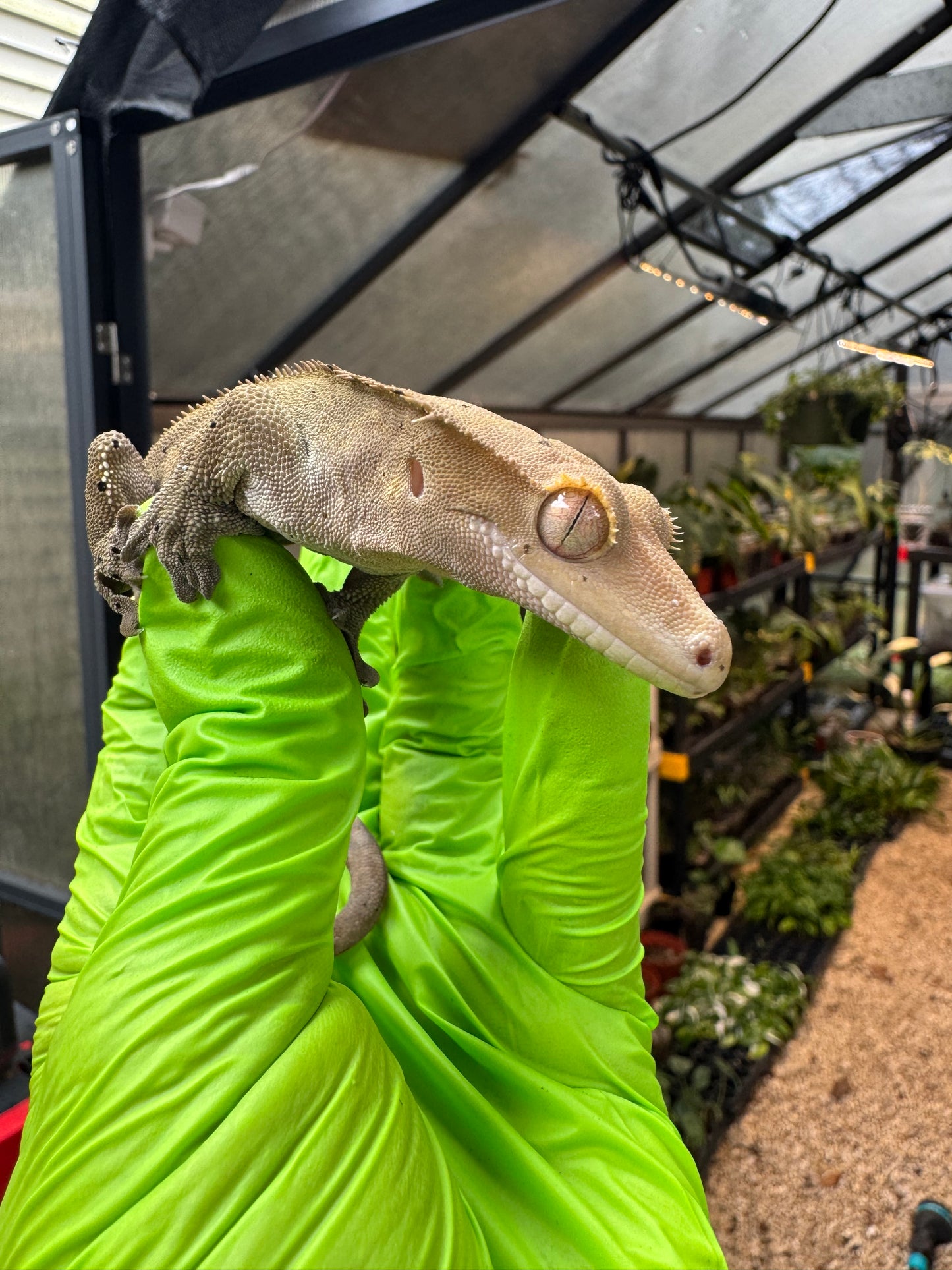 Charcoal Dalmatian Crested Gecko 25g Male