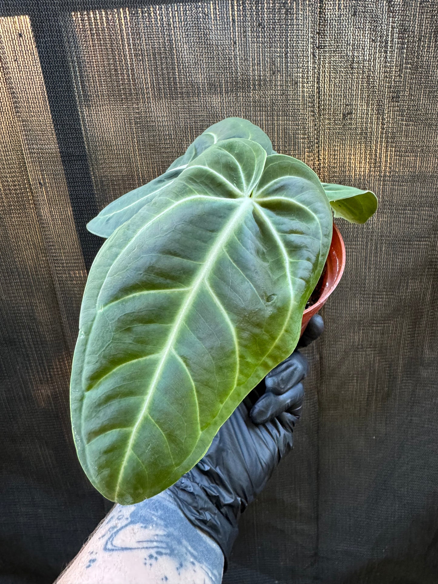 1198 | 4" Anthurium Villenaoru Croat