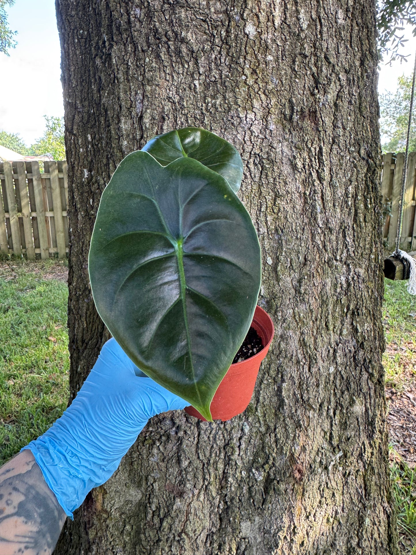 Alocasia Golden Bone