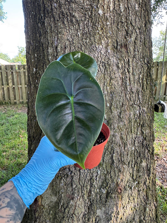 Alocasia Golden Bone