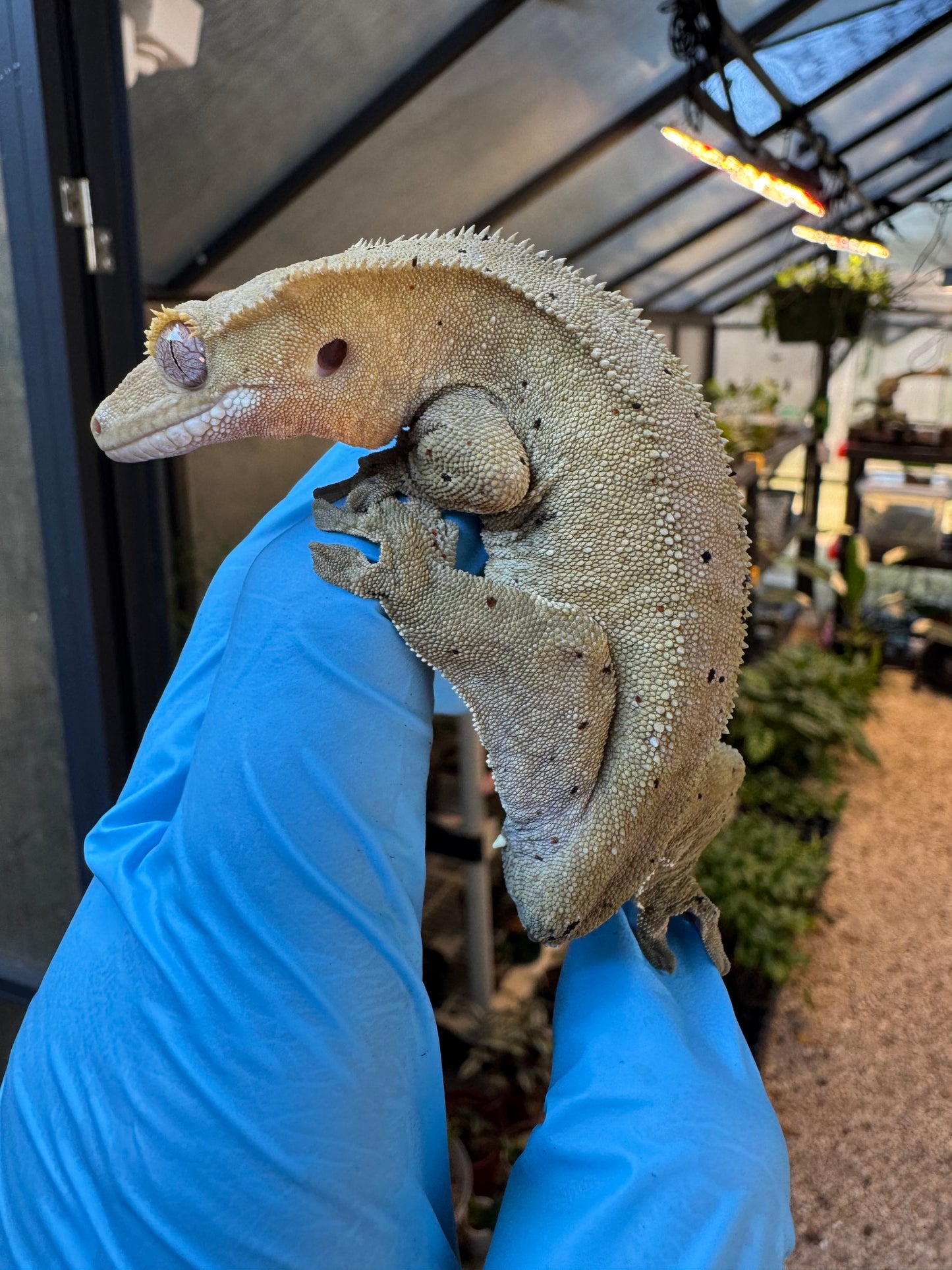 Dalmatian w/ Red Ink Spots Crested Gecko 27g Female