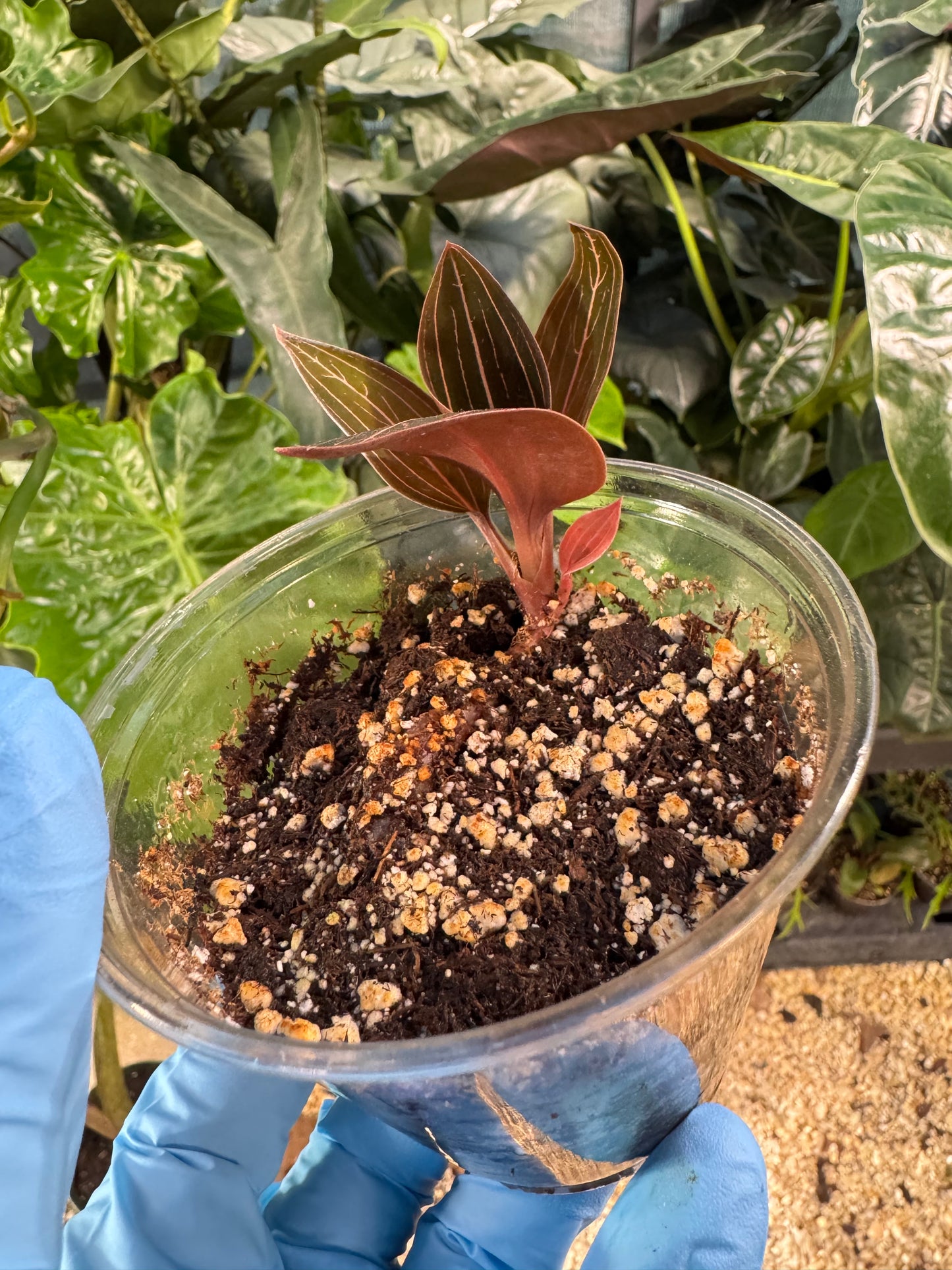 Ludisia Discolor