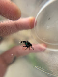 Phidippus Regius i8M Pet ID: 10312452