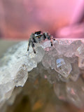 Phidippus Regius Adult Female Bella