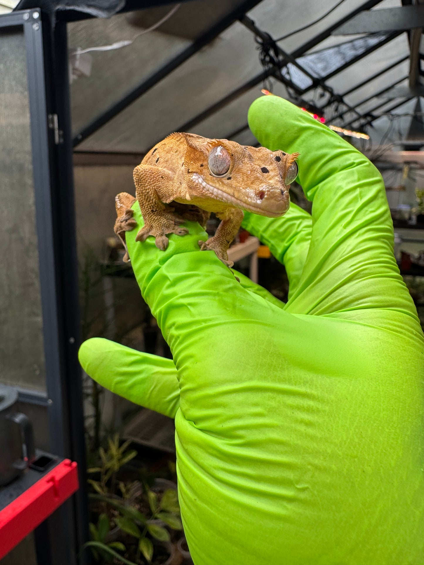 Brindle Dalmatian Crested Gecko 22g NPV