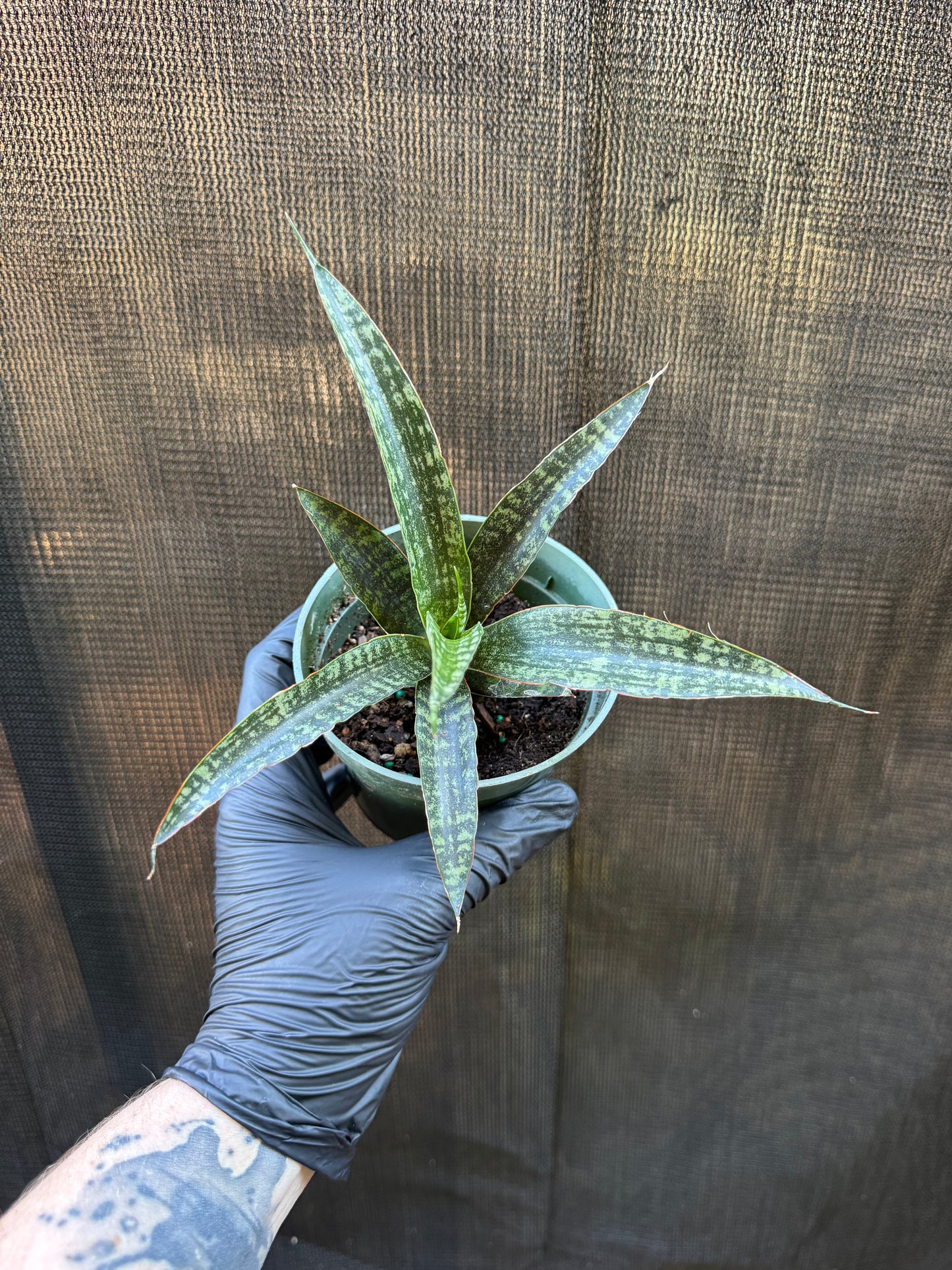 1210 | 4" Sanseveria Tiger