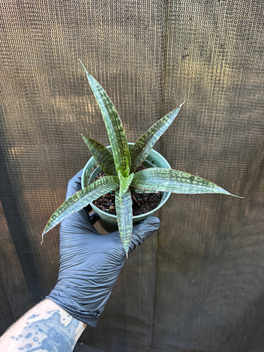 1210 | 4" Sanseveria Tiger