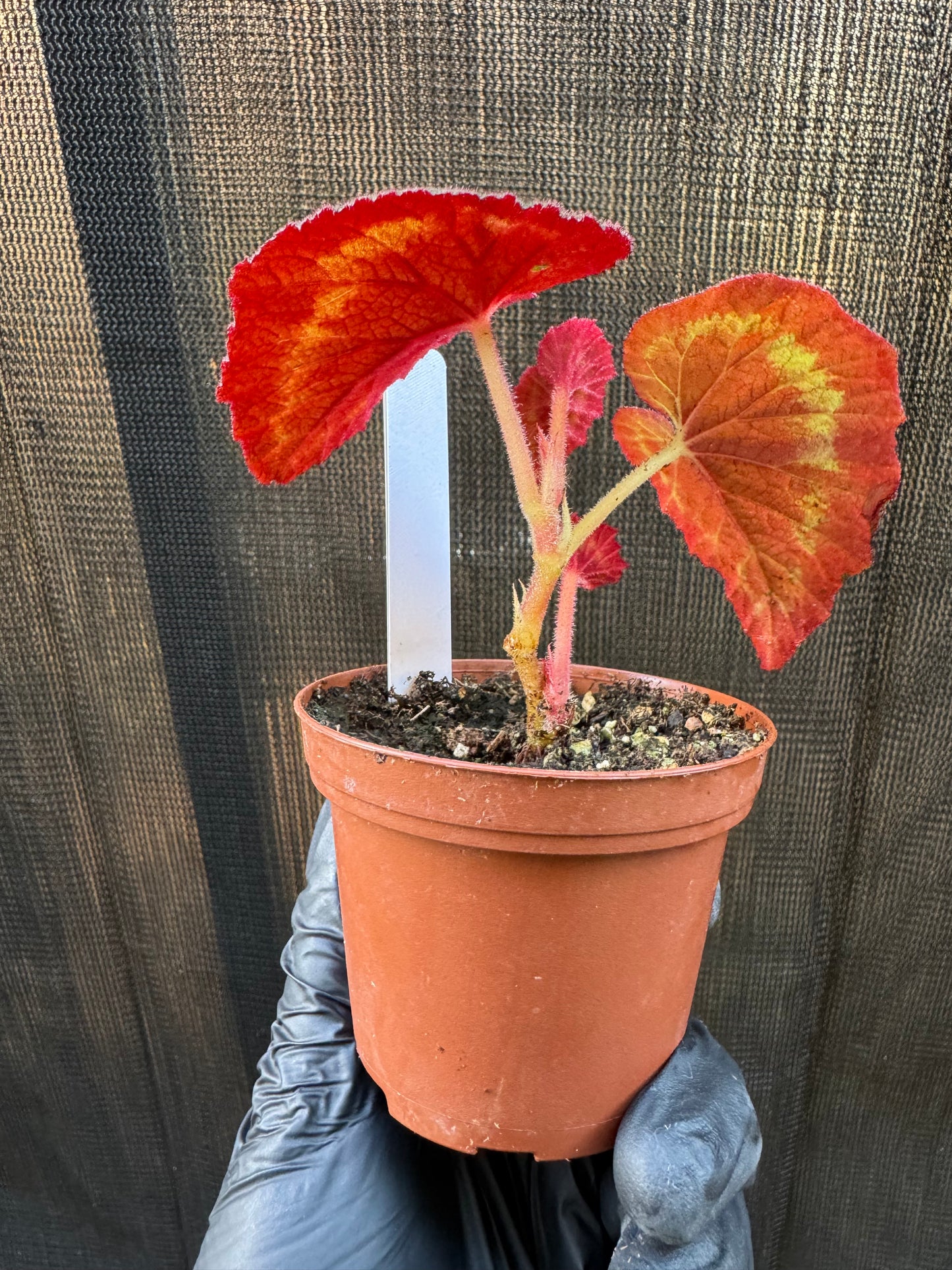 1207 | 3" Begonia Cathayana