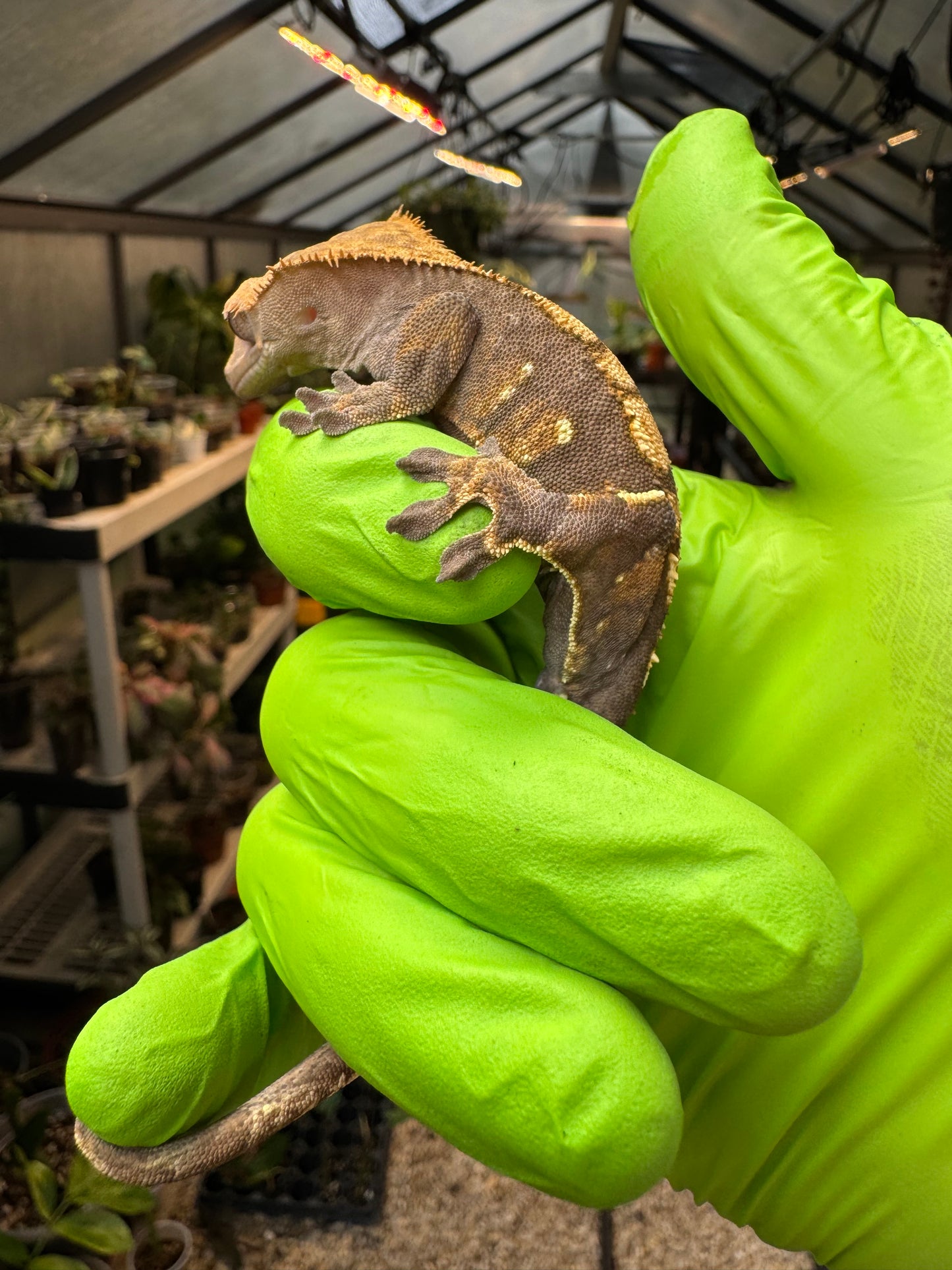 100% het Phantom Crested Gecko 15g Male