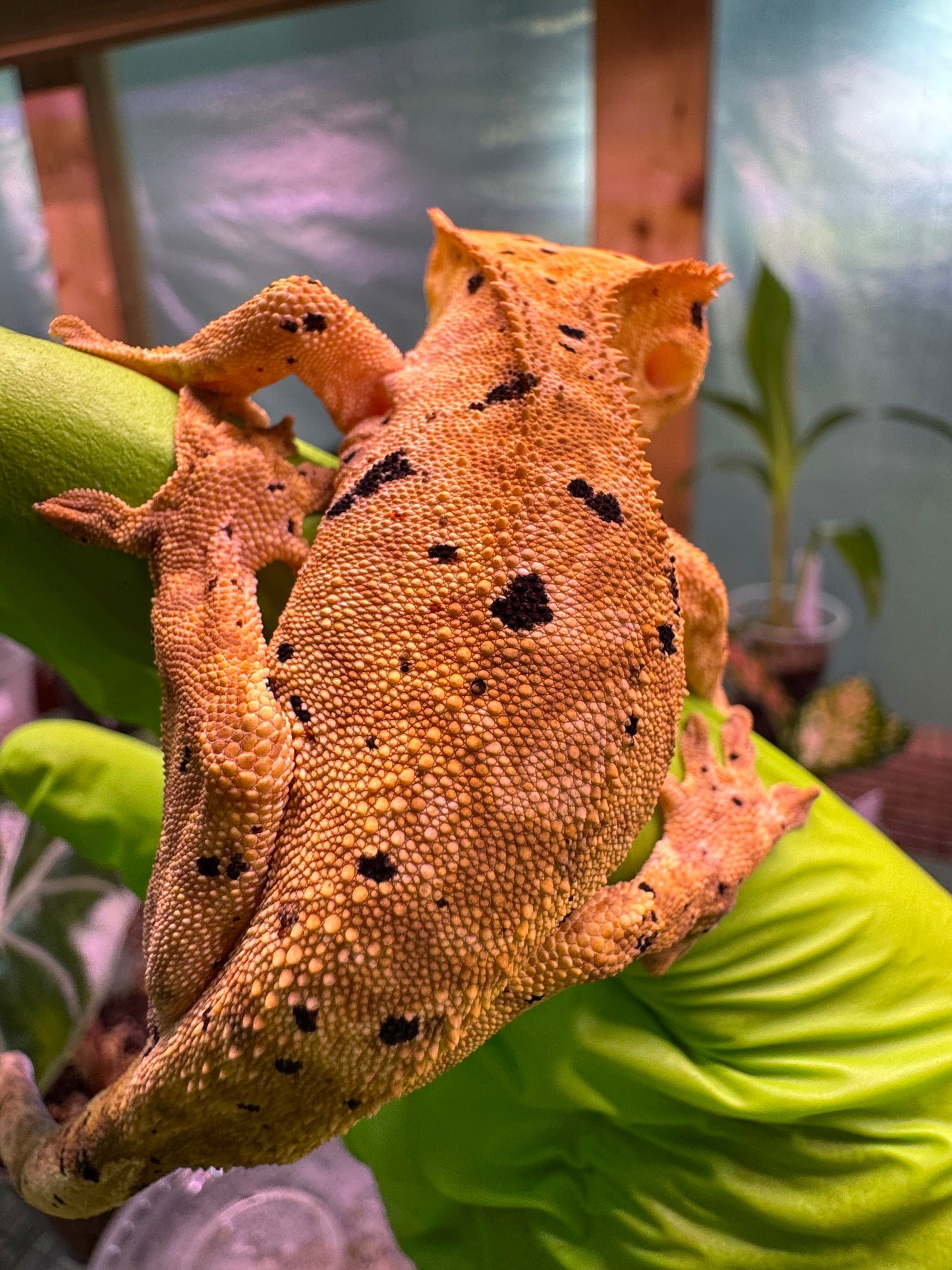 Brindle Dalmatian Crested Gecko 22g NPV
