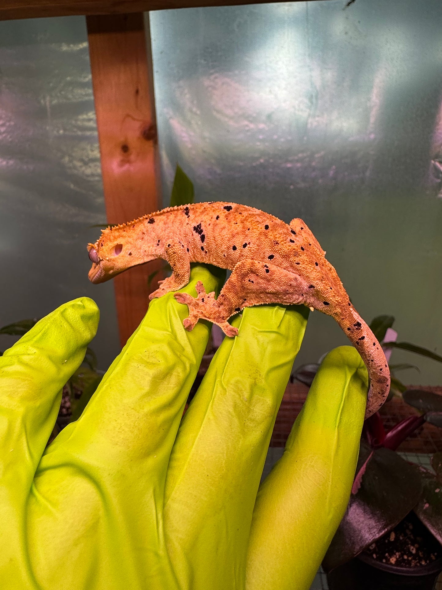 Brindle Dalmatian Crested Gecko 22g NPV