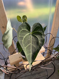 Anthurium Clarinervium Hybrid