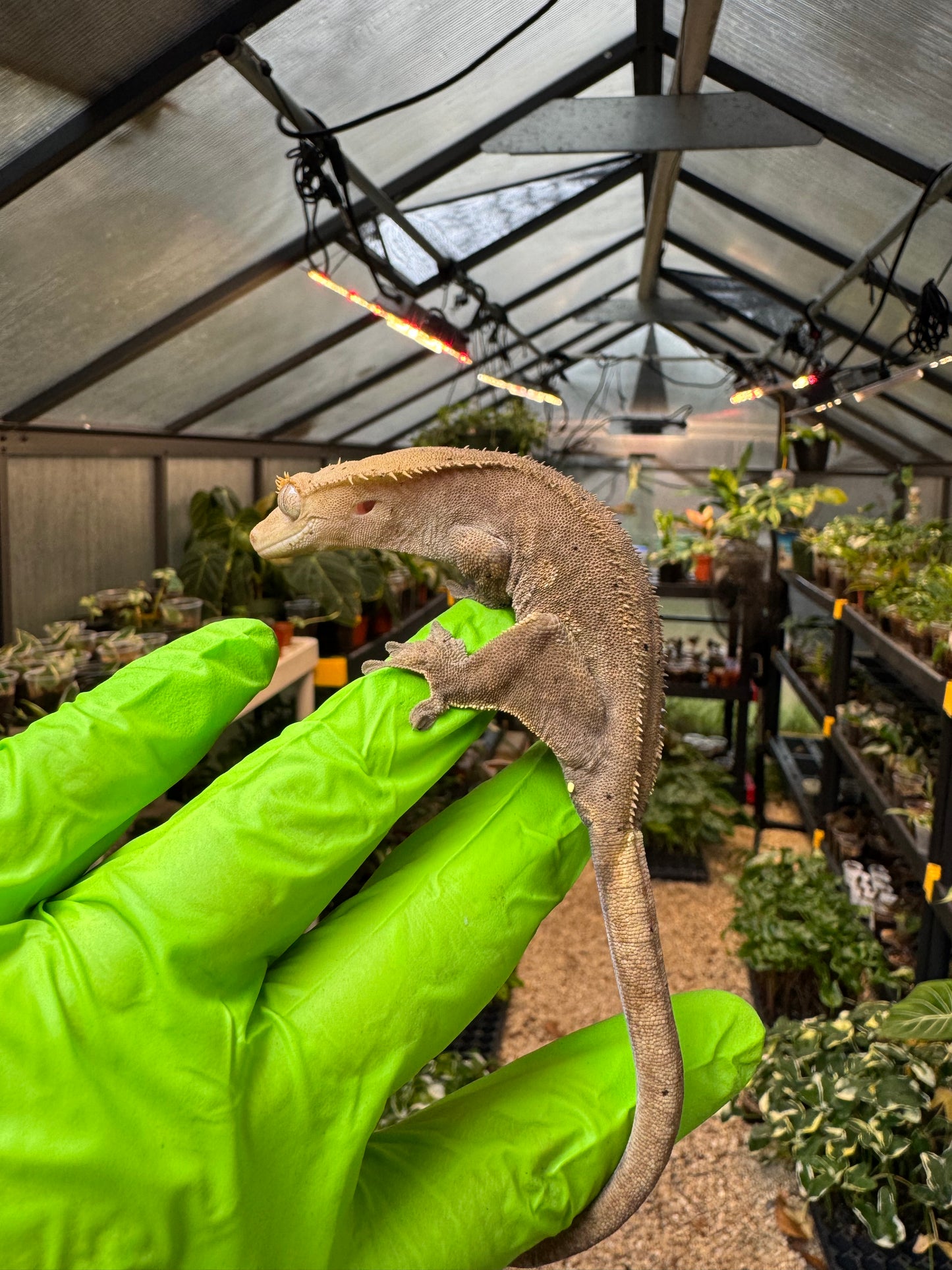 Charcoal Dalmatian Crested Gecko 26g NPV