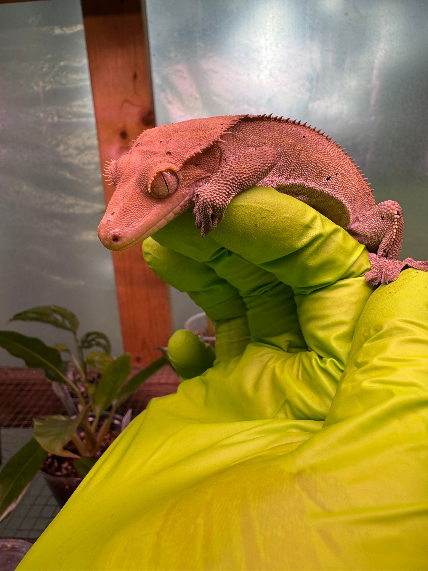 Charcoal Dalmatian Crested Gecko 25g Male