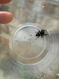 Phidippus Regius i8M Pet ID: 10312452