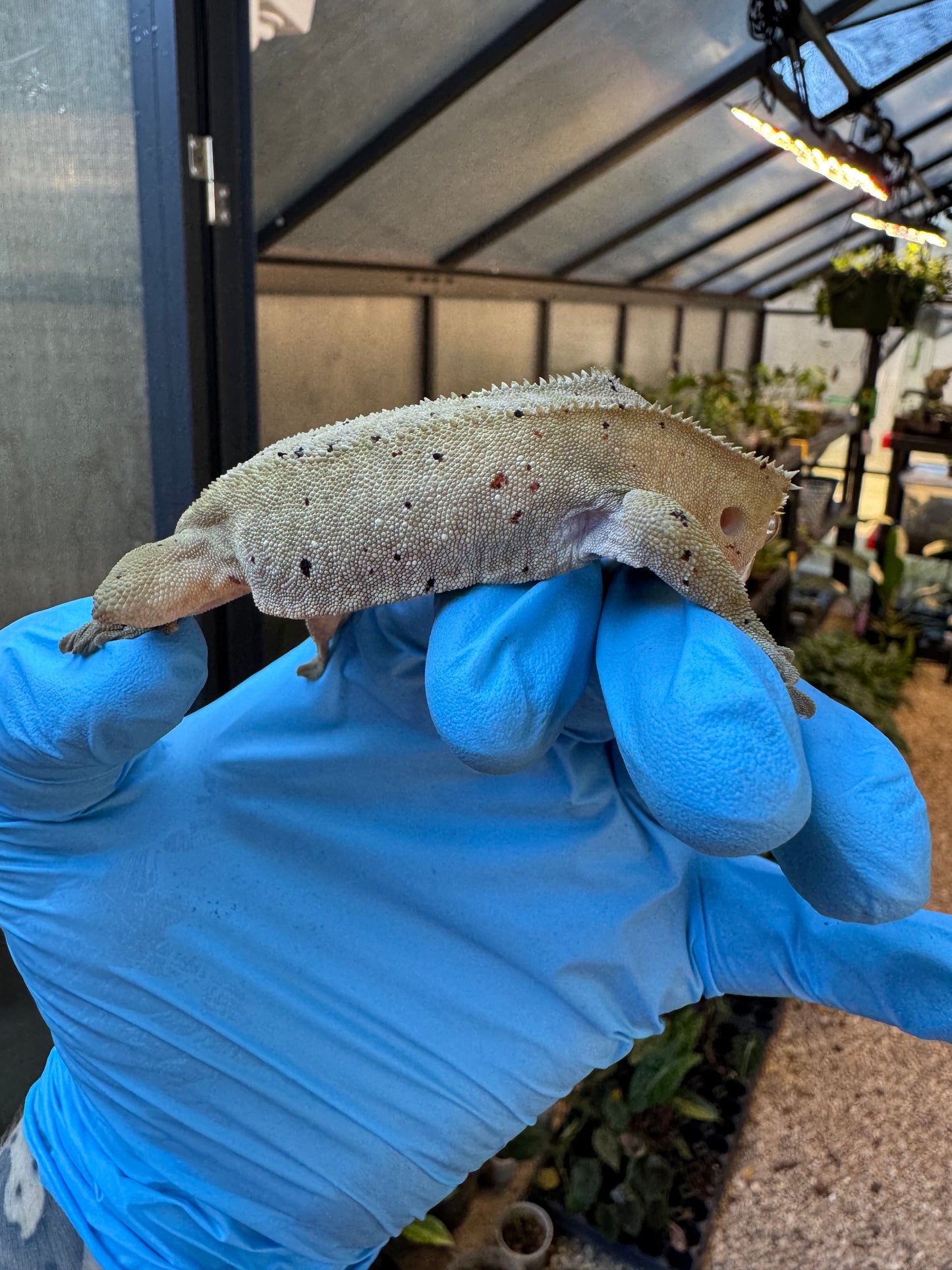 Dalmatian w/ Red Ink Spots Crested Gecko 27g Female