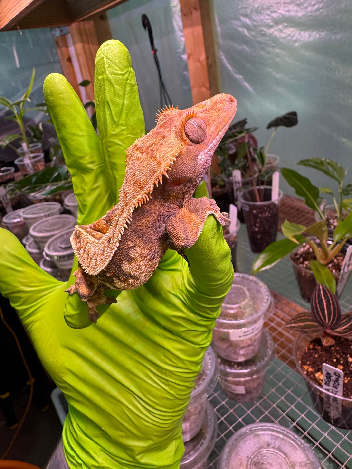 Tricolor Extreme Crested Gecko 21g Male