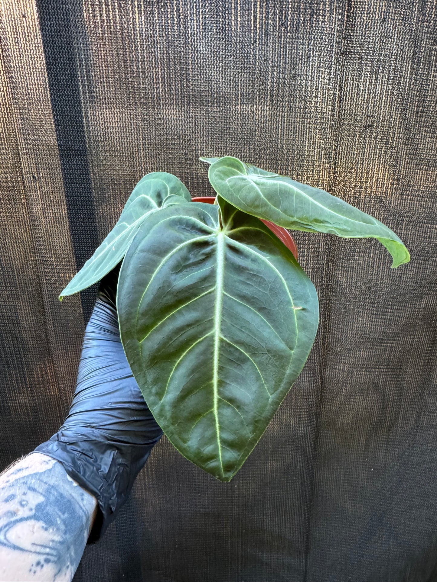 1198 | 4" Anthurium Villenaoru Croat
