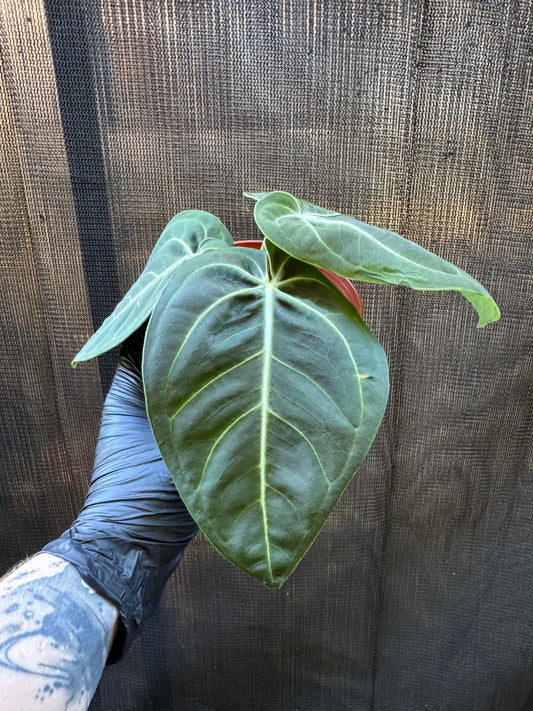 1198 | 4" Anthurium Villenaoru Croat