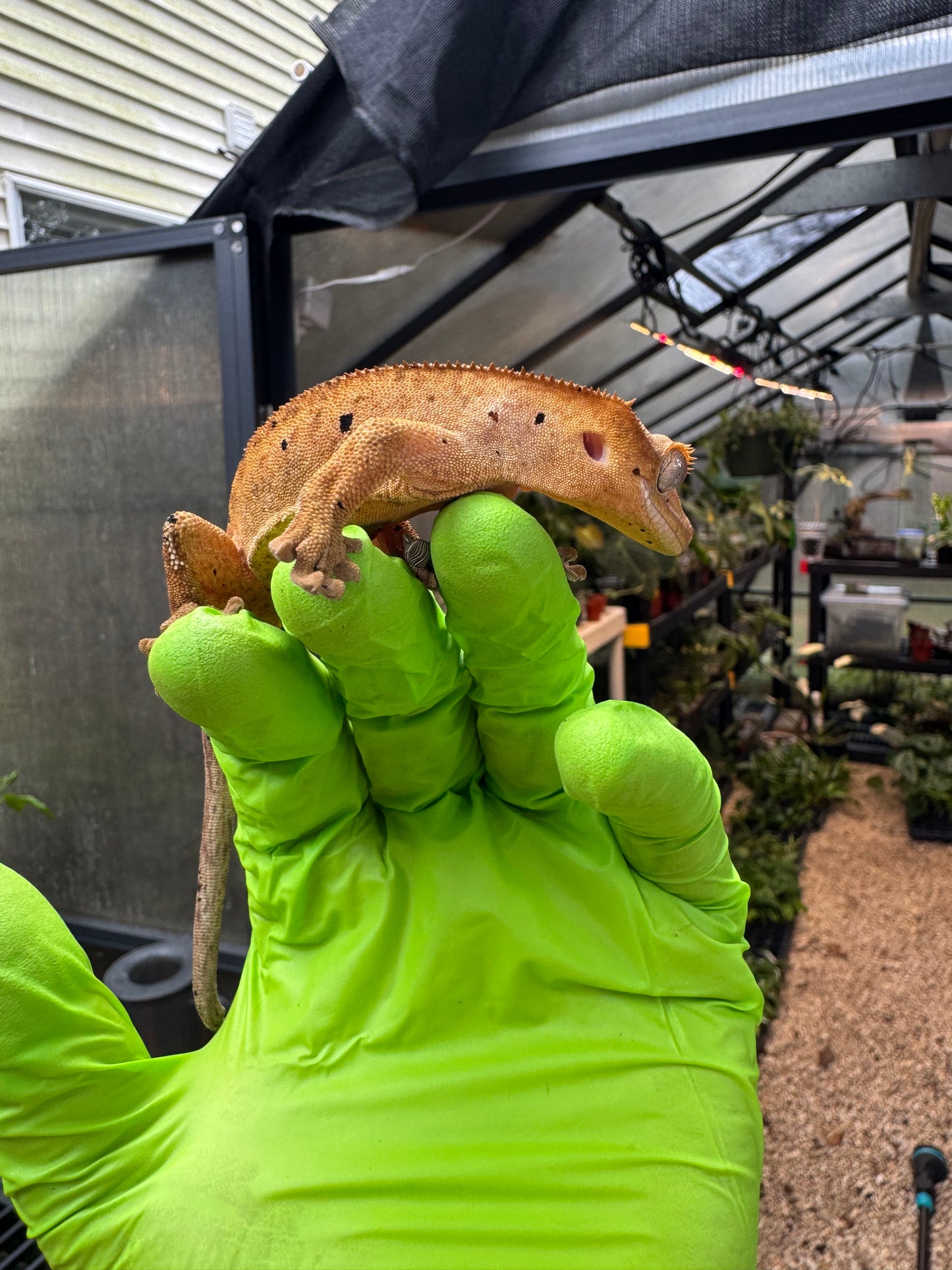 Brindle Dalmatian Crested Gecko 22g NPV