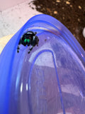 Phidippus Regius Adult Male Pet ID: 11072416