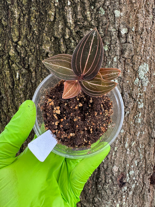 0961 | 3.5” Ludisia Discolor Jewel Orchid