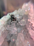 Phidippus Regius Adult Female Bella