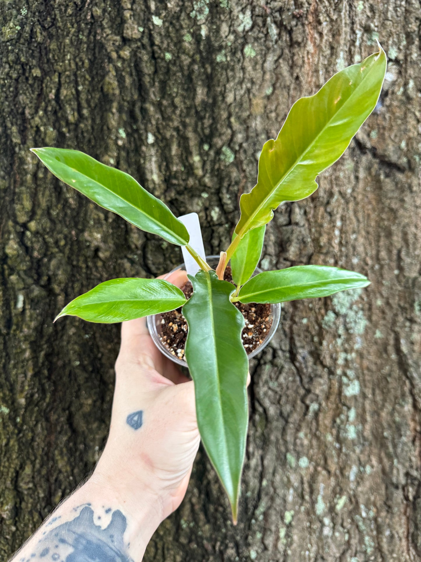 0995 | 3.5” Philodendron Jungle Boogie