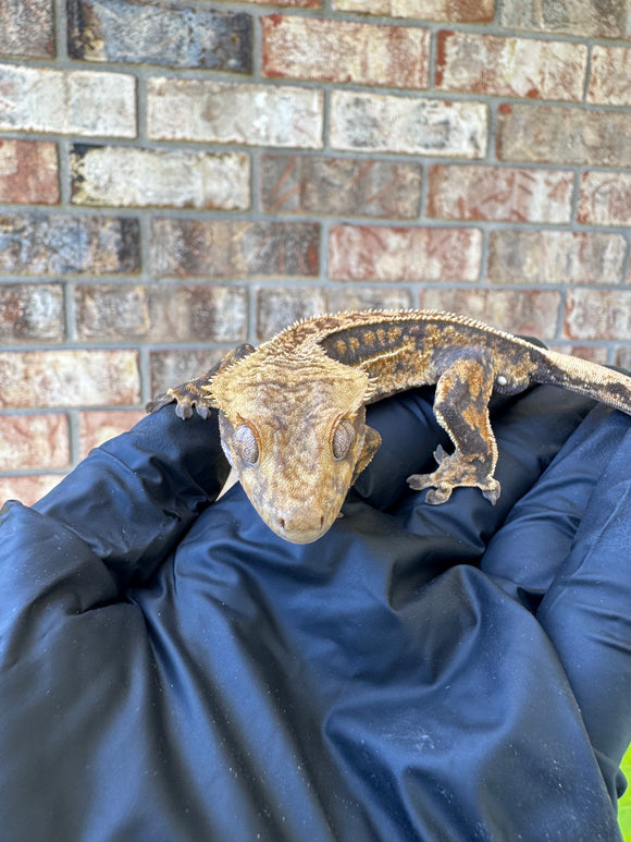 V x V Crested Gecko Male 21g