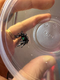 Phidippus Regius i8M Pet ID: 10312455