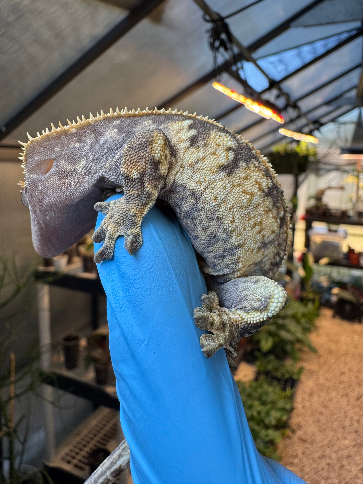 Pizzaz x xxx Extreme Crested Gecko 26g Female