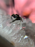 Phidippus Regius Adult Female Mazy