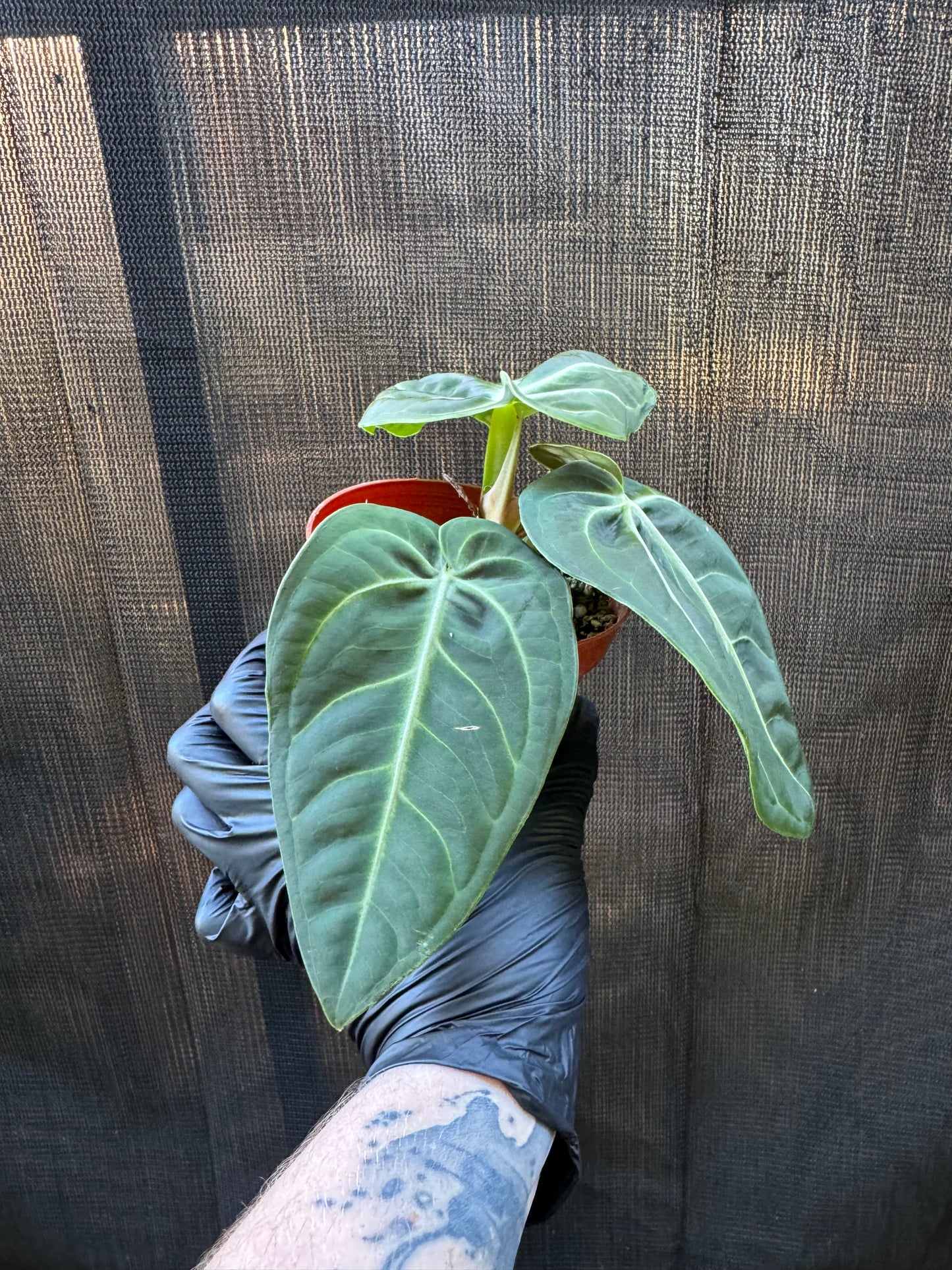 1198 | 4" Anthurium Villenaoru Croat