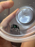 Phidippus Regius i8M Pet ID: 10312455