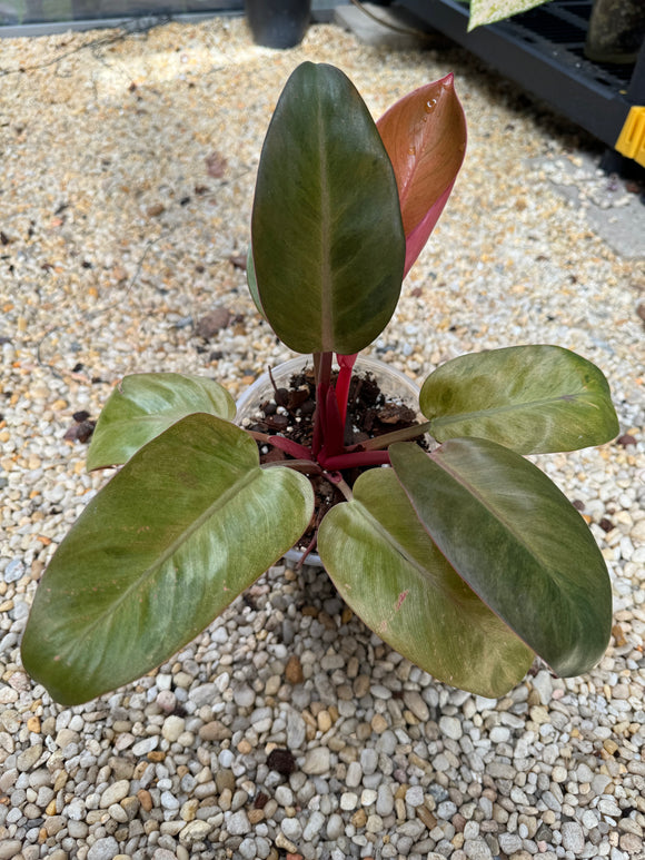 Philodendron Red Congo Mint
