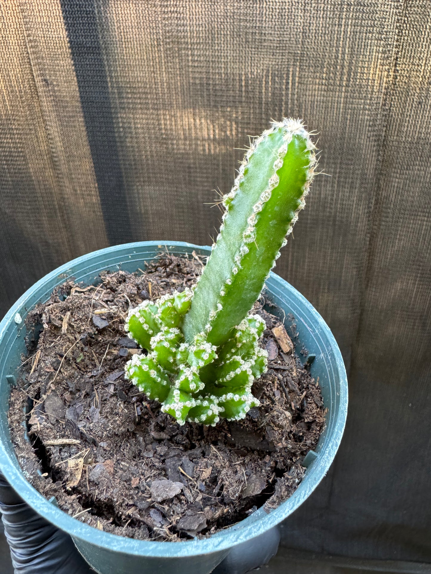 1211 | 4" Fairytale Cactus