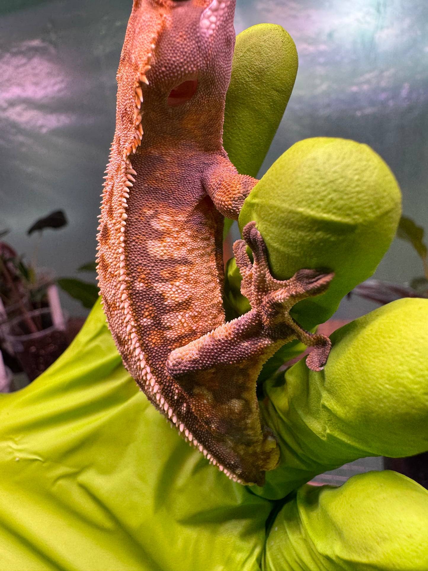 Tricolor Extreme Crested Gecko 21g Male
