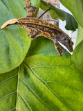 V x V Crested Gecko Male 21g