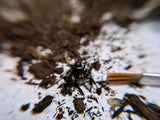 Phidippus Regius i8F Pet ID: 10312446