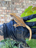 V x V Crested Gecko Male 21g