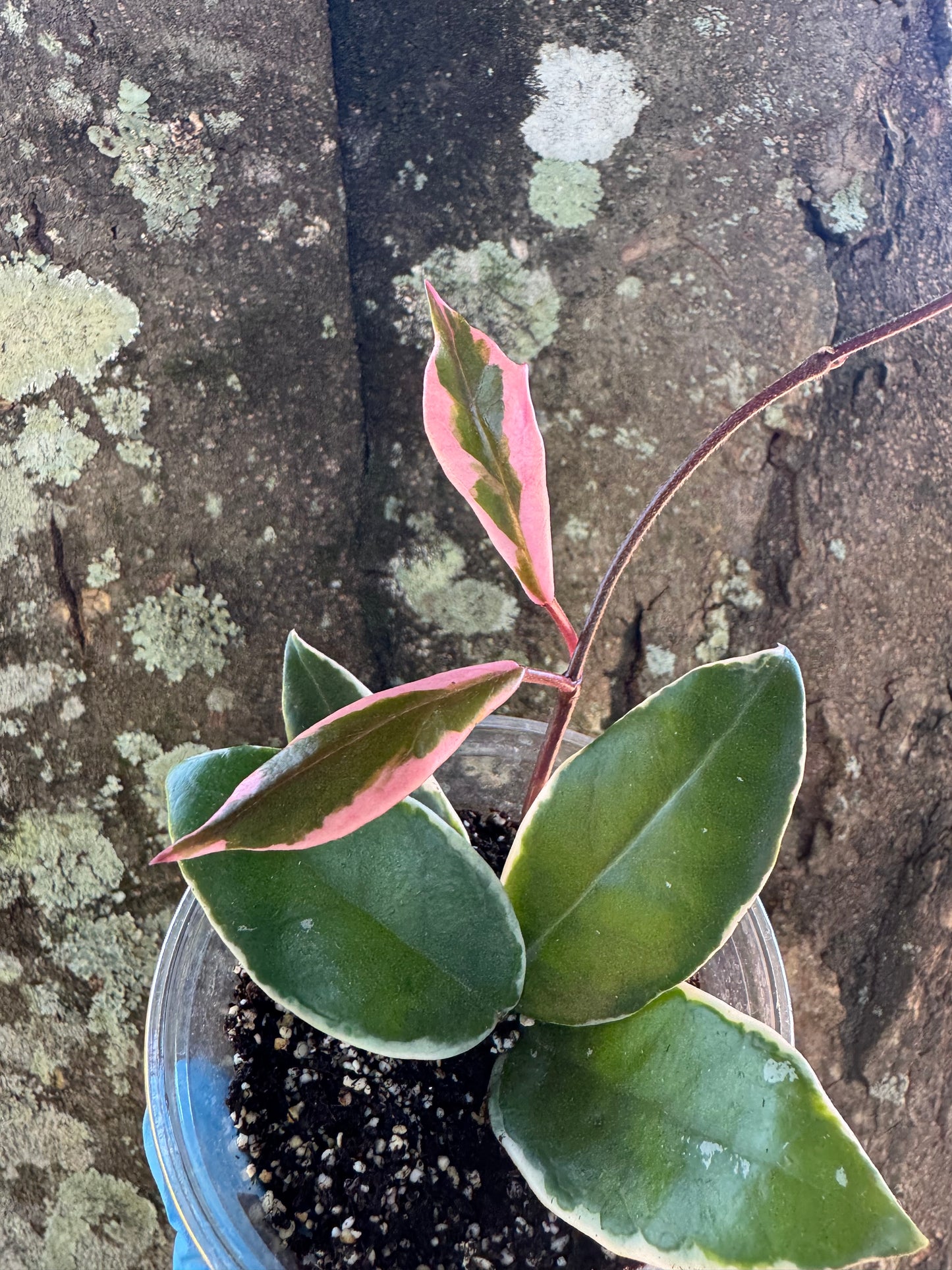 1039 | 3.5” Hoya Carnosa Purple Pride