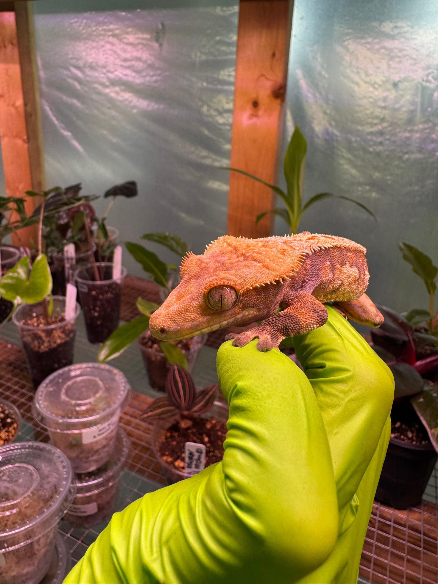 Tricolor Extreme Crested Gecko 21g Male