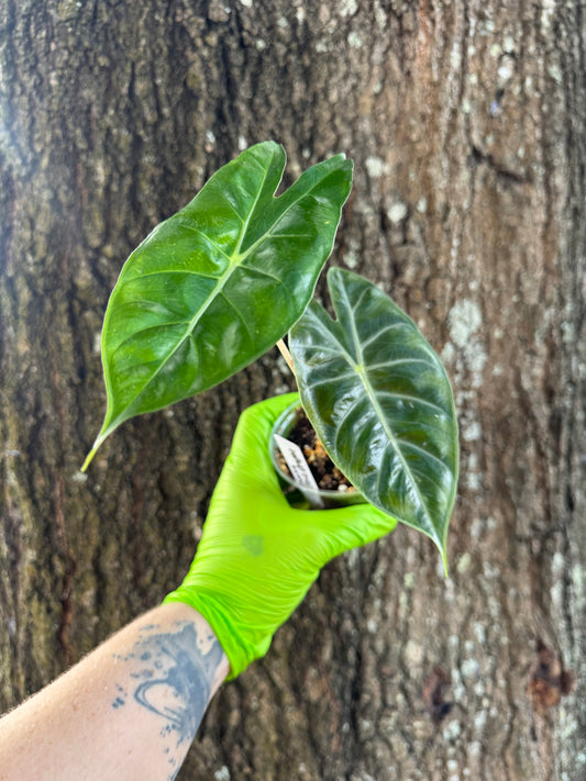 0957 | 3.5" Alocasia Pink Dragon