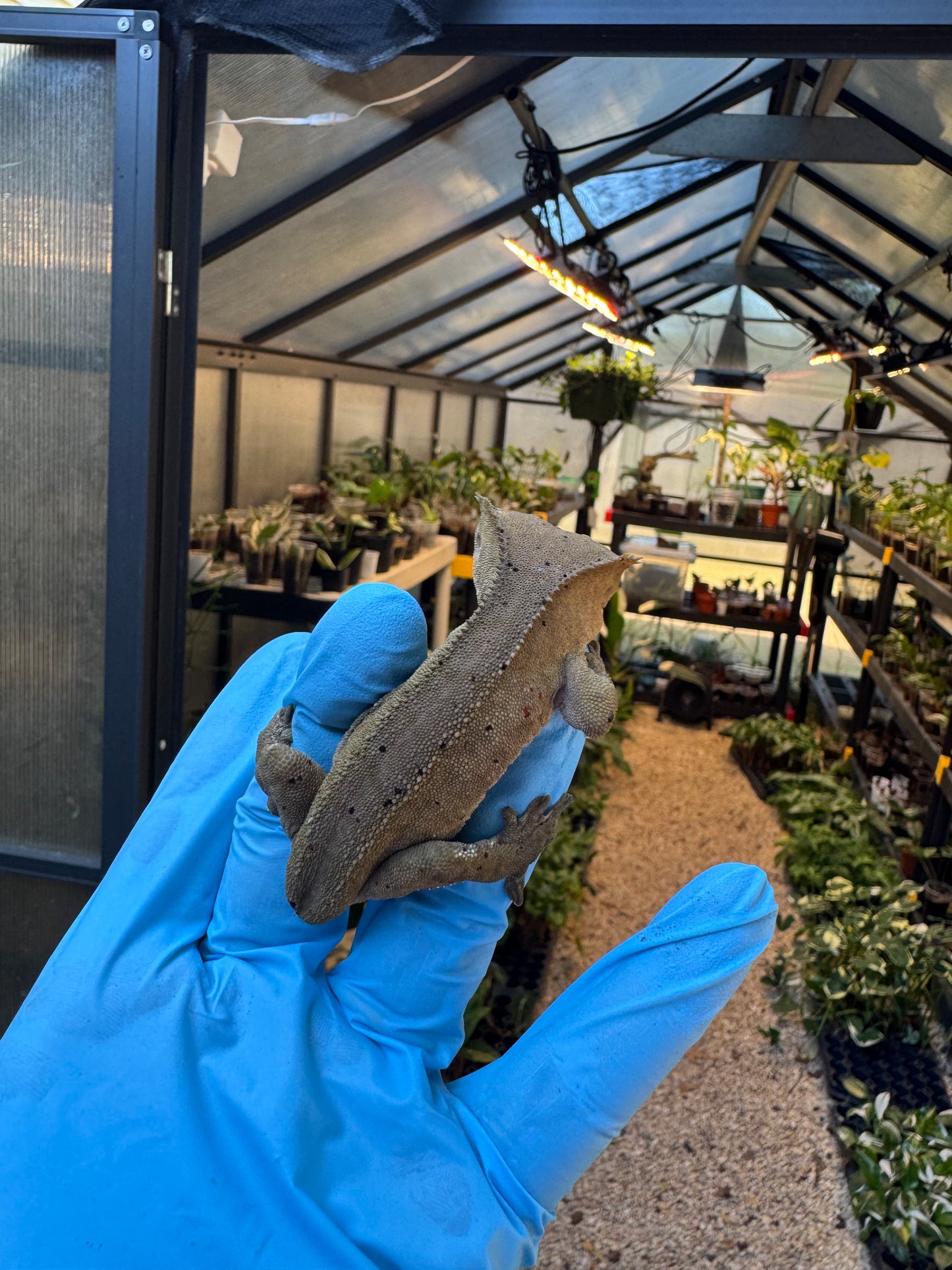 Dalmatian w/ Red Ink Spots Crested Gecko 27g Female