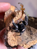 Phidippus Regius i8F Pet ID: 10312446