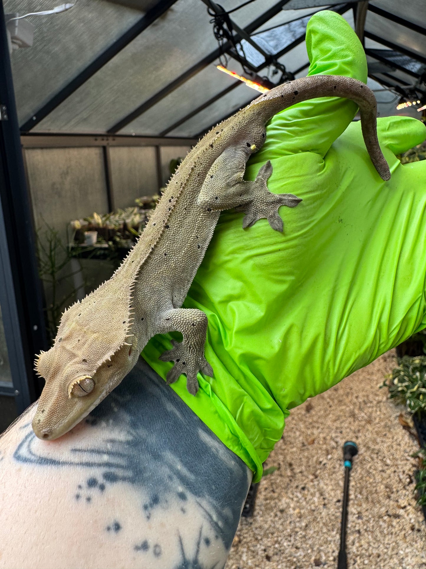 Charcoal Dalmatian Crested Gecko 25g Male