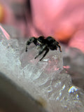 Phidippus Regius Adult Female Mazy